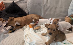 Mixed Breed dogs for sale: Jack Russell 3/4 1/4 chihuahua puppies  - Image 9
