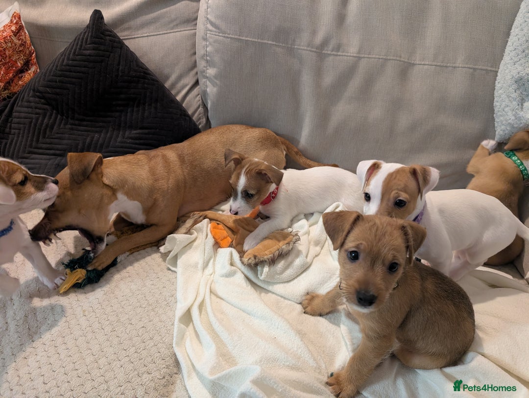 Mixed Breed dogs for sale: Jack Russell 3/4 1/4 chihuahua puppies  - Image 9