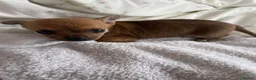 Chihuahua dogs for sale: Adorable Chihuahua Puppy “ Girl “ Fawn/White - Advert 4