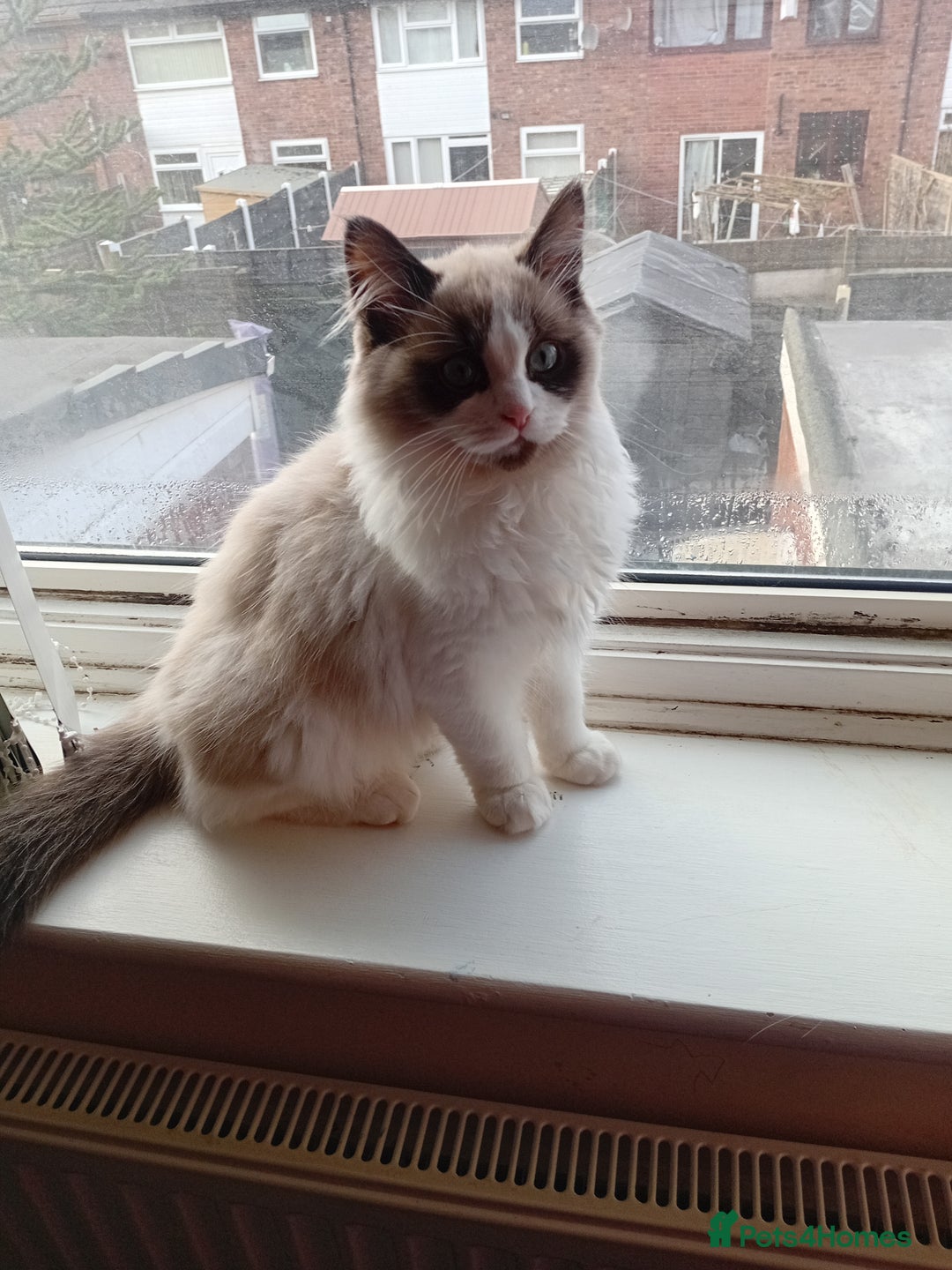 Mixed Breed cats for sale: Milky ,oreo - Advert 3