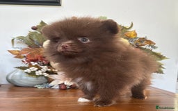 Pomeranian dogs for sale: 🧸🌈 Genuine Teddy Bear Poms Rainbow litter 🌈🧸 - Image 11