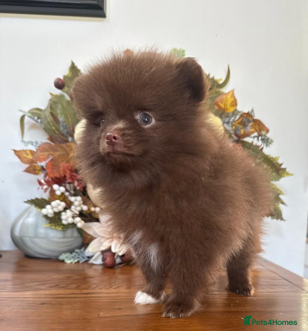 Pomeranian dogs for sale: 🧸🌈 Genuine Teddy Bear Poms Rainbow litter 🌈🧸 - Image 11