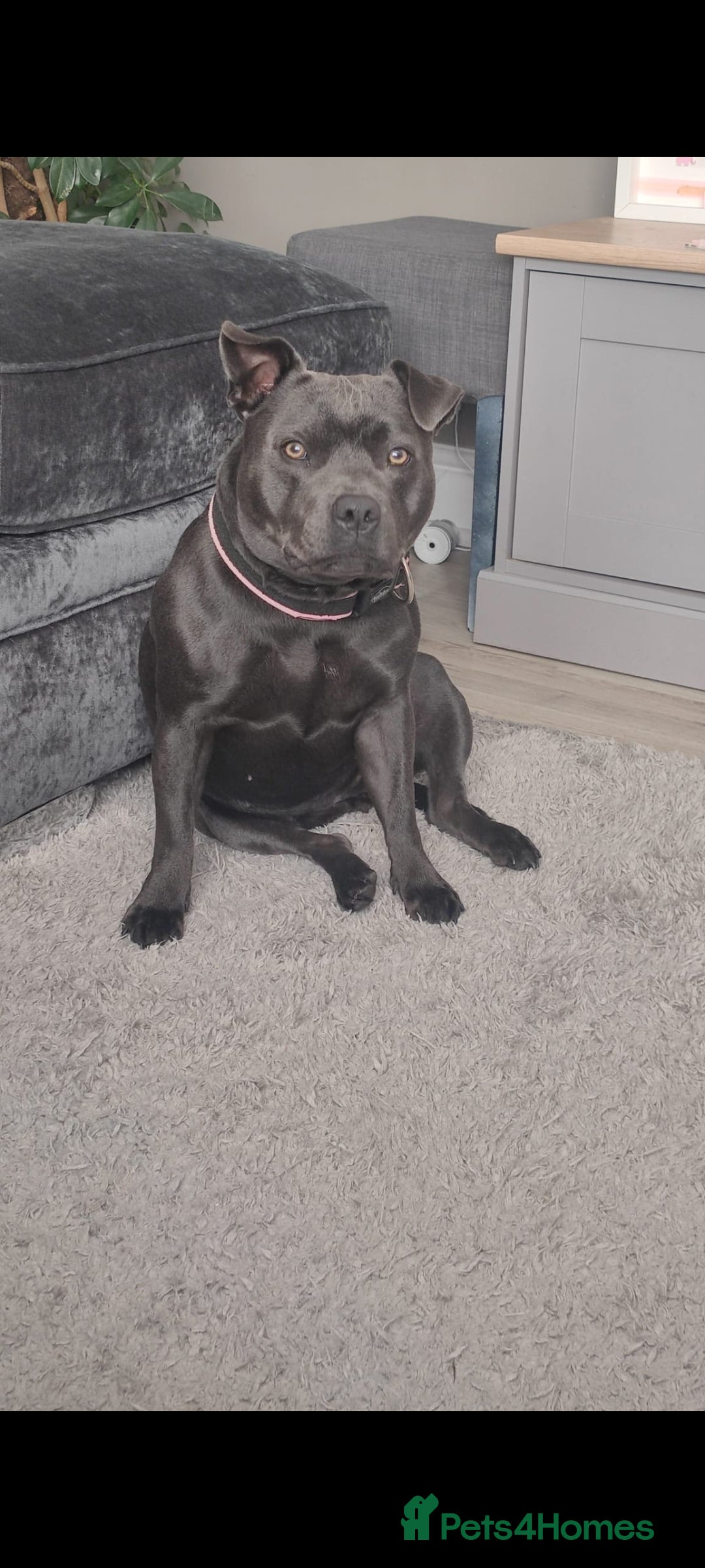 Staffordshire Bull Terrier dogs for sale: Beautiful KC reg Staffordshire bull terriers - Advert 7