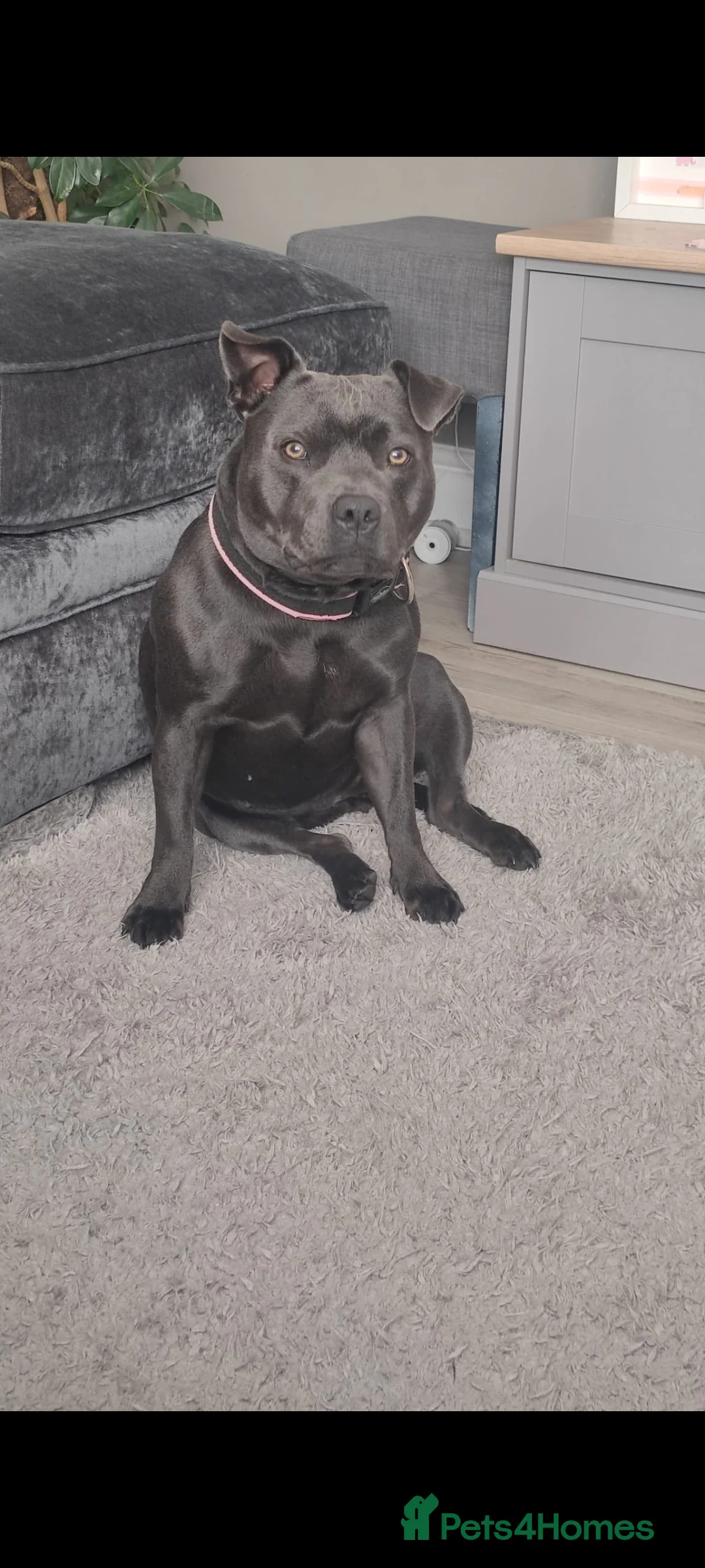 Staffordshire Bull Terrier dogs for sale: Beautiful KC reg Staffordshire bull terriers - Advert 10