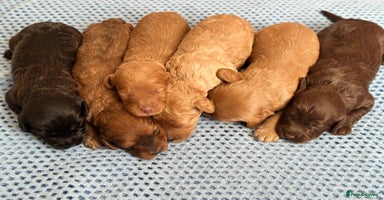 Cavapoo dogs - Advert 1