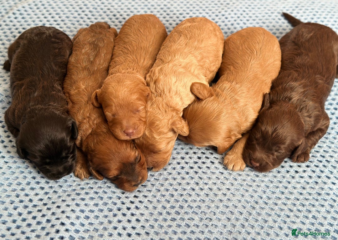 Cavapoo dogs for sale: Beautiful & Healthy Cavapoo Puppies   - Image 5
