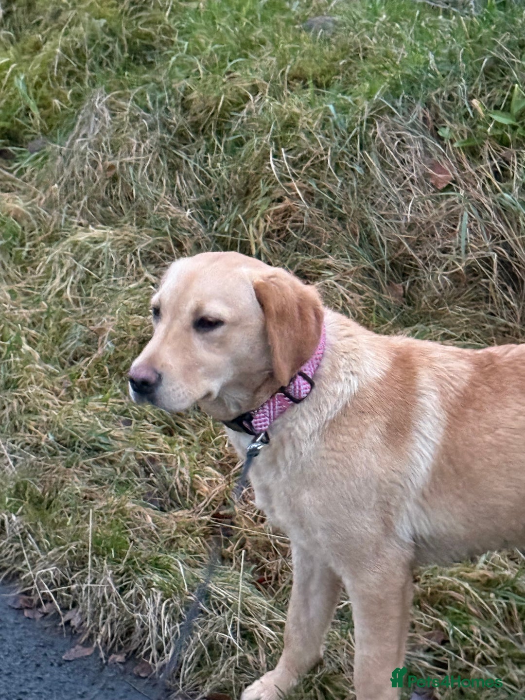 Labrador Retriever dogs for sale: KC Registered Female - Advert 5