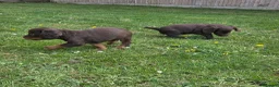 Cocker Spaniel dogs for sale: 🤎 (((READY NOW))) KC Working Cocker Spaniels 🤎 - Advert 23