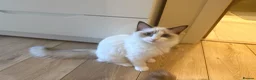 Ragdoll cats for sale: Ragdoll cats&kitten for sell  - Advert 4