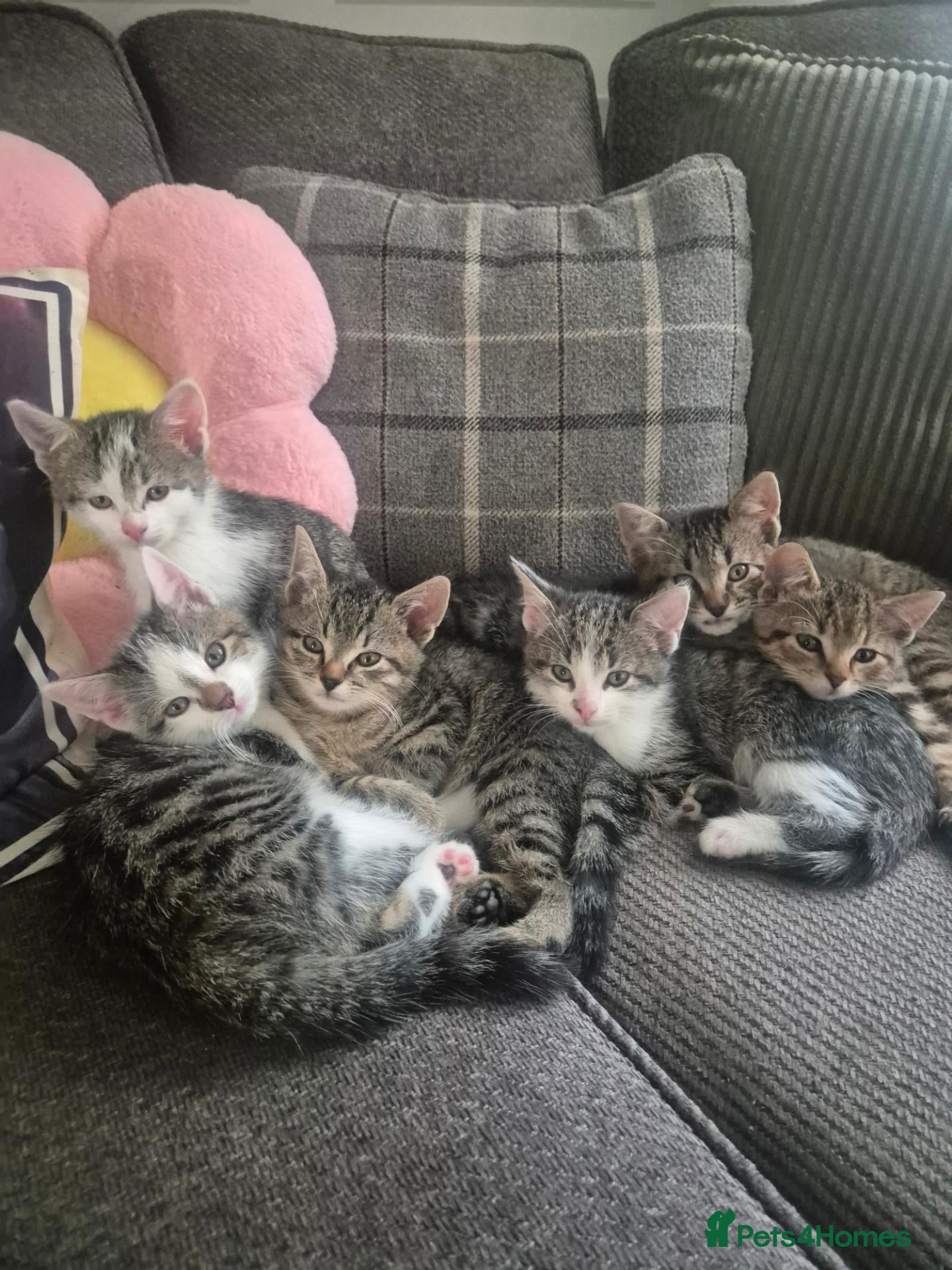 Mixed Breed cats for sale: 6 kittens * Ready Now * - Advert 15