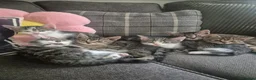 Mixed Breed cats for sale: 6 kittens * Ready Now * in Telford - Advert 1