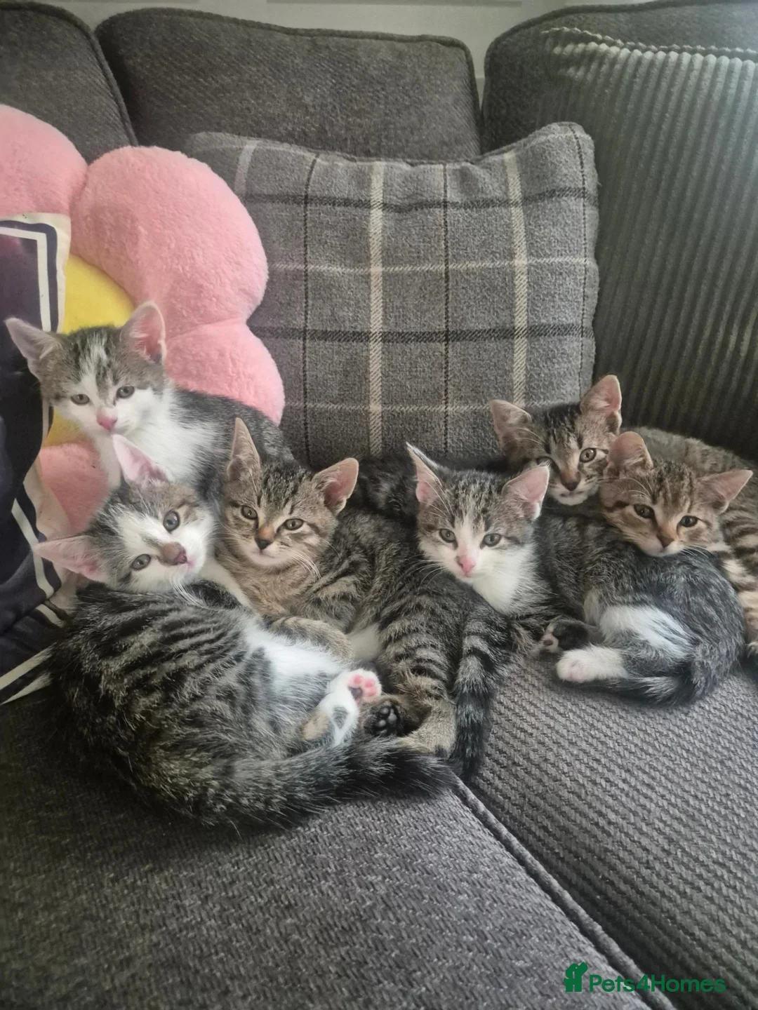 Mixed Breed cats for sale: 6 kittens * Ready Now * in Telford - Advert 1