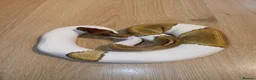 Python Snake reptiles for sale: Ball pythons - Advert 3