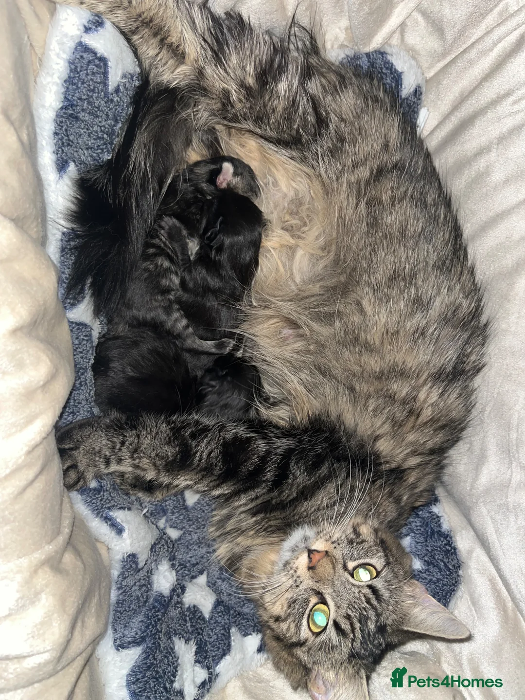 Mixed Breed cats for sale: Maine coon mix  - Advert 1