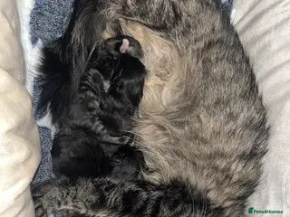 Mixed Breed cats Maine coon mix - Advert 2