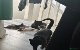 British Shorthair cats for sale: Ready for love - Image 21
