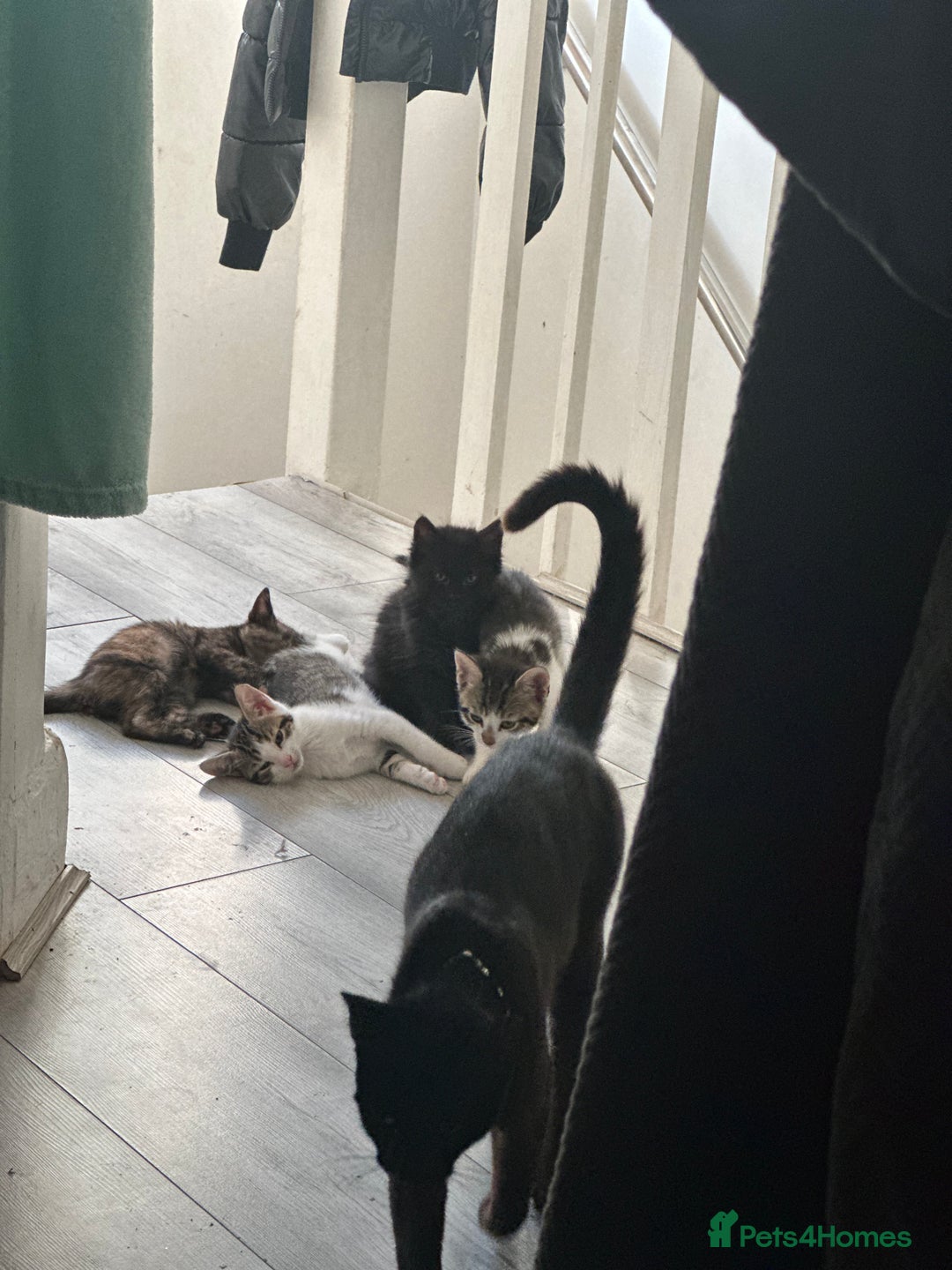 British Shorthair cats for sale: Ready for love - Image 21