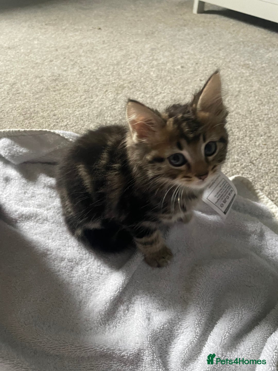 Mixed Breed cats for sale: Maine coon mixed breed  - Image 2