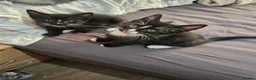 Domestic Shorthair cats for sale: Domestic Shorthair cats in London - Advert 16