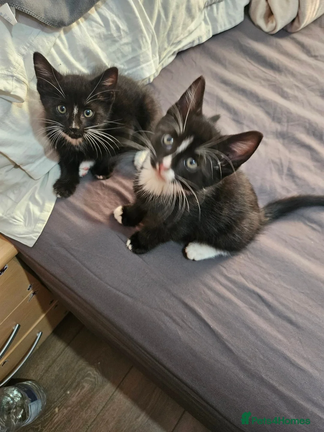 Domestic Shorthair cats for sale: Domestic Shorthair cats in London - Advert 16