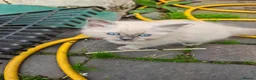 Ragdoll cats for sale: Kittens ready to new home  - Advert 7