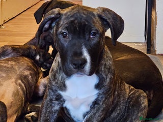 Presa Canario dogs - Advert 2