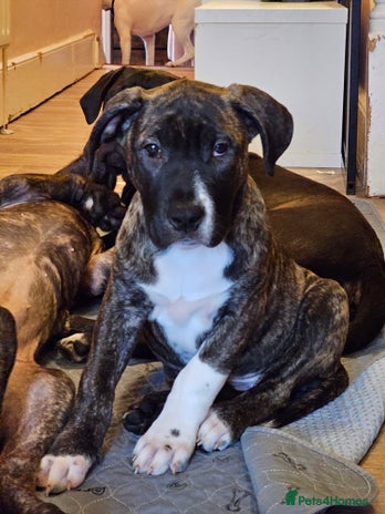 Presa Canario dogs - Advert 1