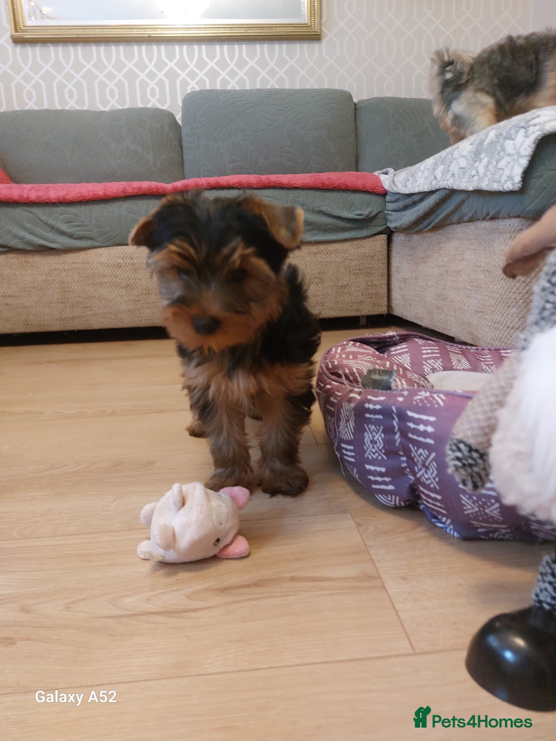 Yorkshire Terrier dogs for sale: Yorkshire Terrier Puppies (2 left) - Advert 29