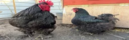 Chickens poultry for sale: Various Rare Breed Cochin Chickens gentle giants - Advert 4