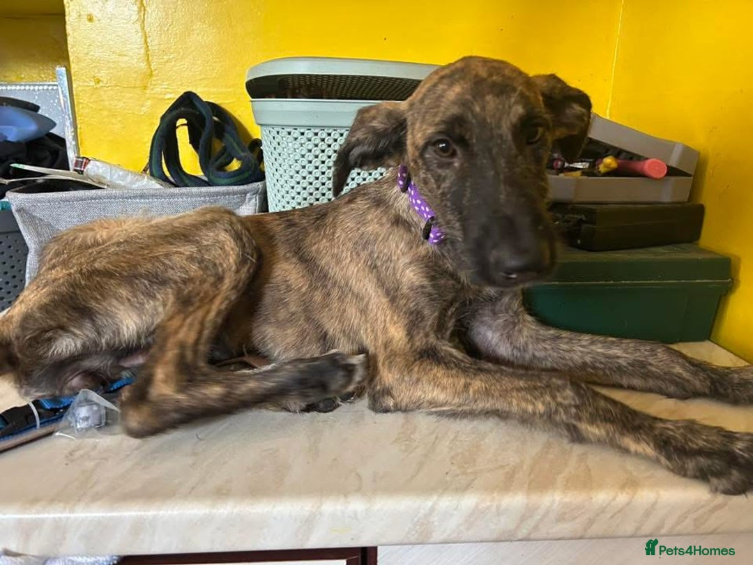 Mixed Breed dogs for adoption: Dawn - Norwich Norfolk  - Image 9