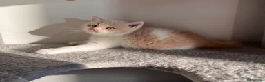 MILO