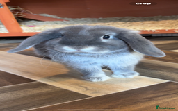 Mini Lop rabbits for sale: Mini lop female  - Image 2