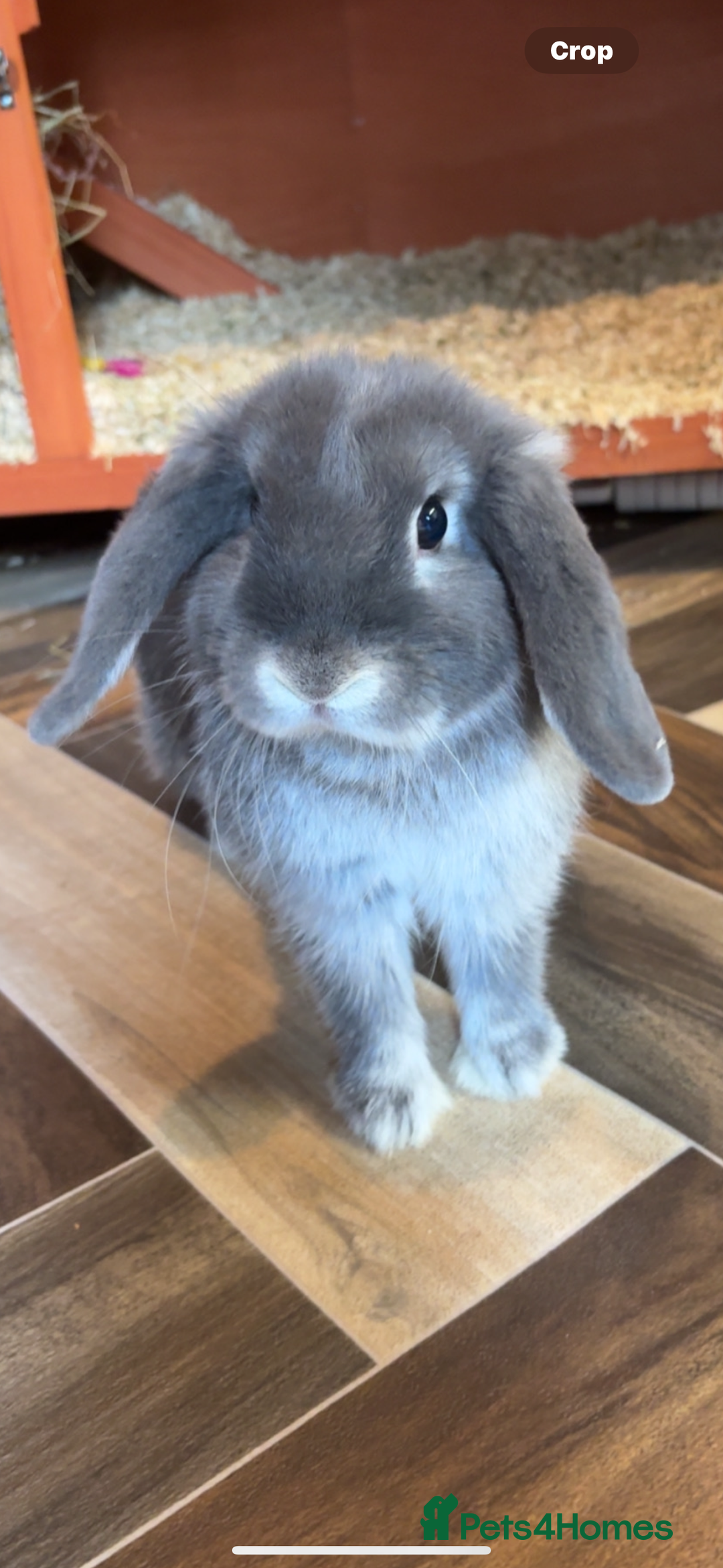 Mini Lop rabbits for sale: Mini lop female  - Image 2
