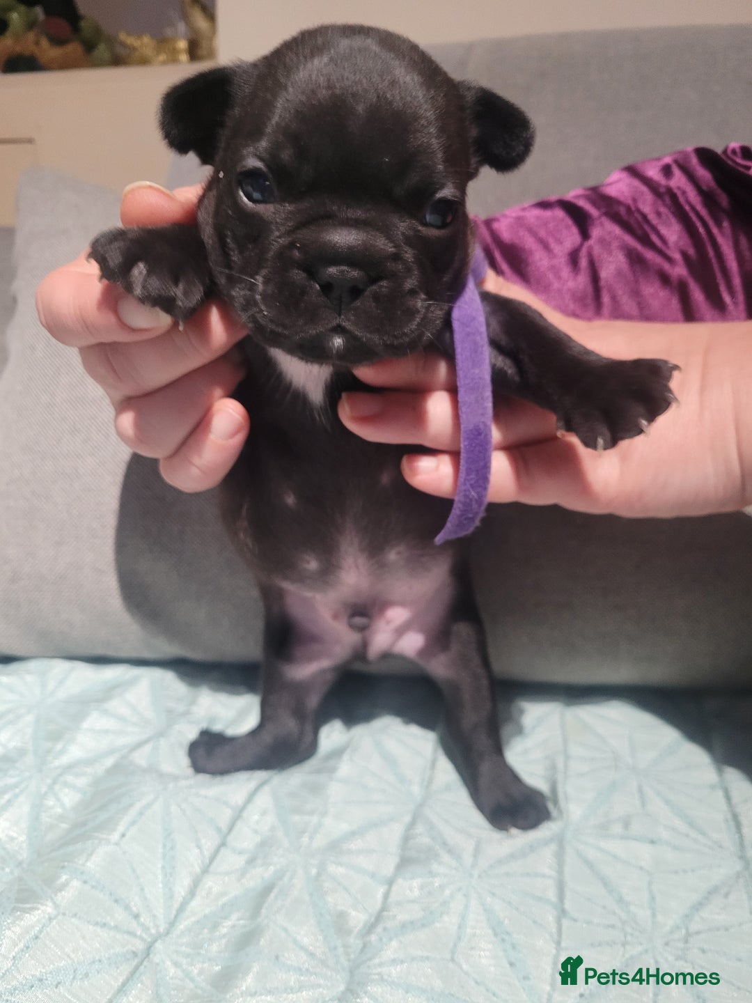French Bulldog dogs for sale: 2 Girls and 4 Boys - Advert 15