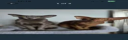 Oriental cats for sale: 2 Neutered Female Oriental Shorthair Cats - Advert 4