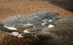Scottish Fold cats for sale: Scottish fold cross kittens  - Image 12