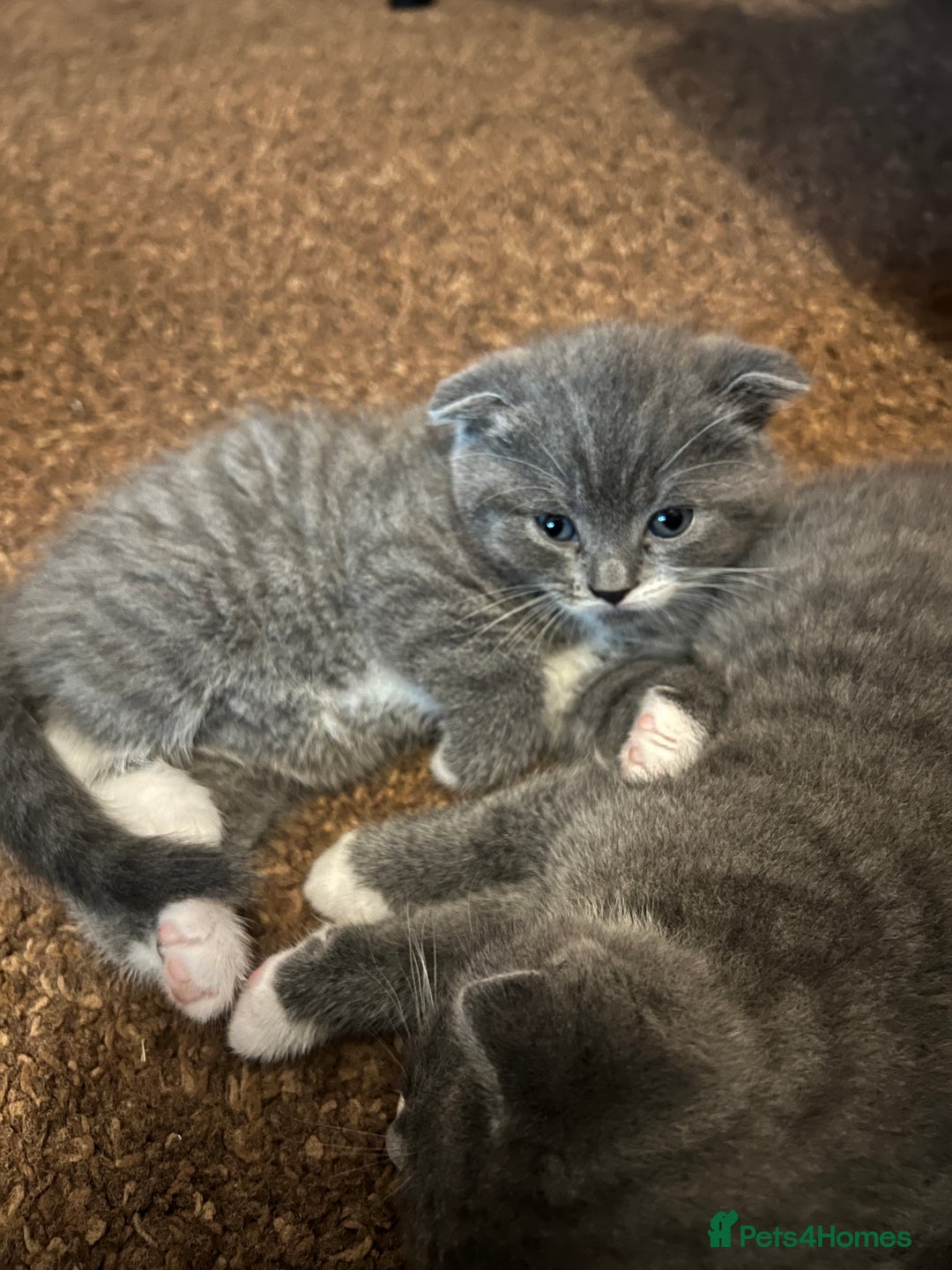 Scottish Fold cats for sale: Scottish fold cross kittens  - Image 12