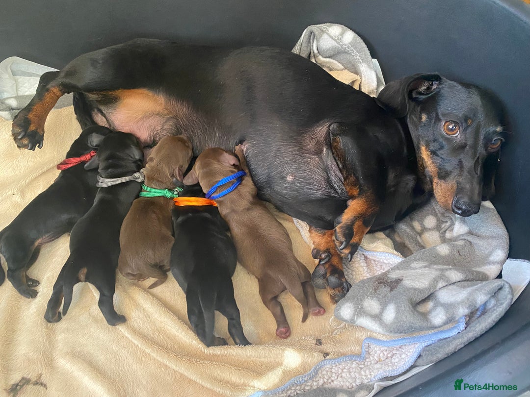 Miniature Dachshund dogs for sale: TRUE MINIATURE DACHSHUND PUPPIES  - Image 14