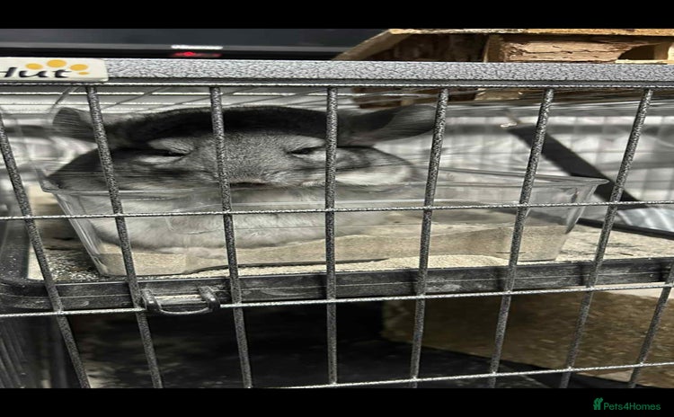 Chinchilla rodents - Advert 1