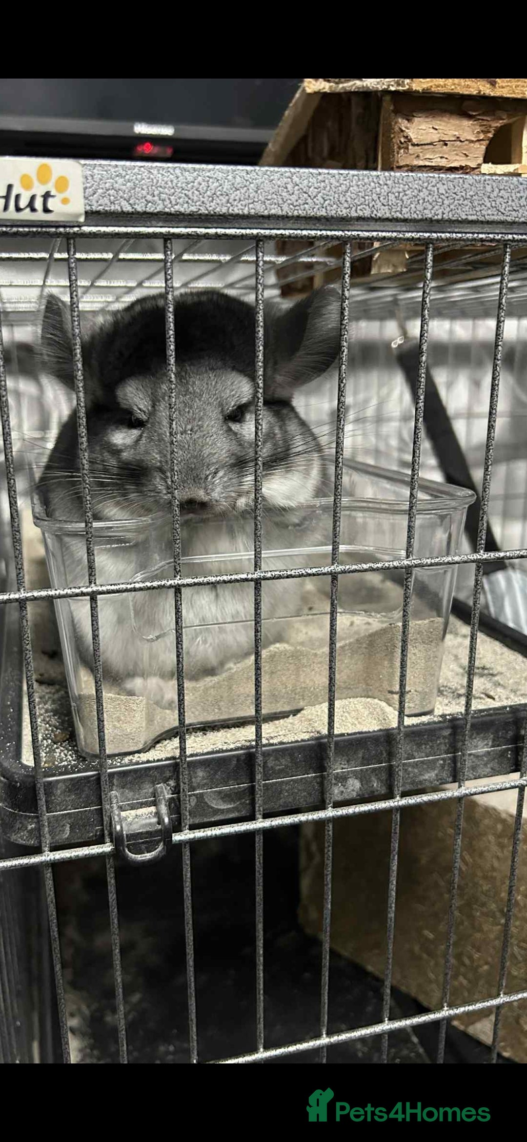 Chinchilla rodents for sale: Male baby chinchilla - Image 1