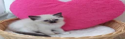 Ragdoll cats for sale: RAGDOLLS GIRL SEAL POINT BLUE EYES  - Advert 10
