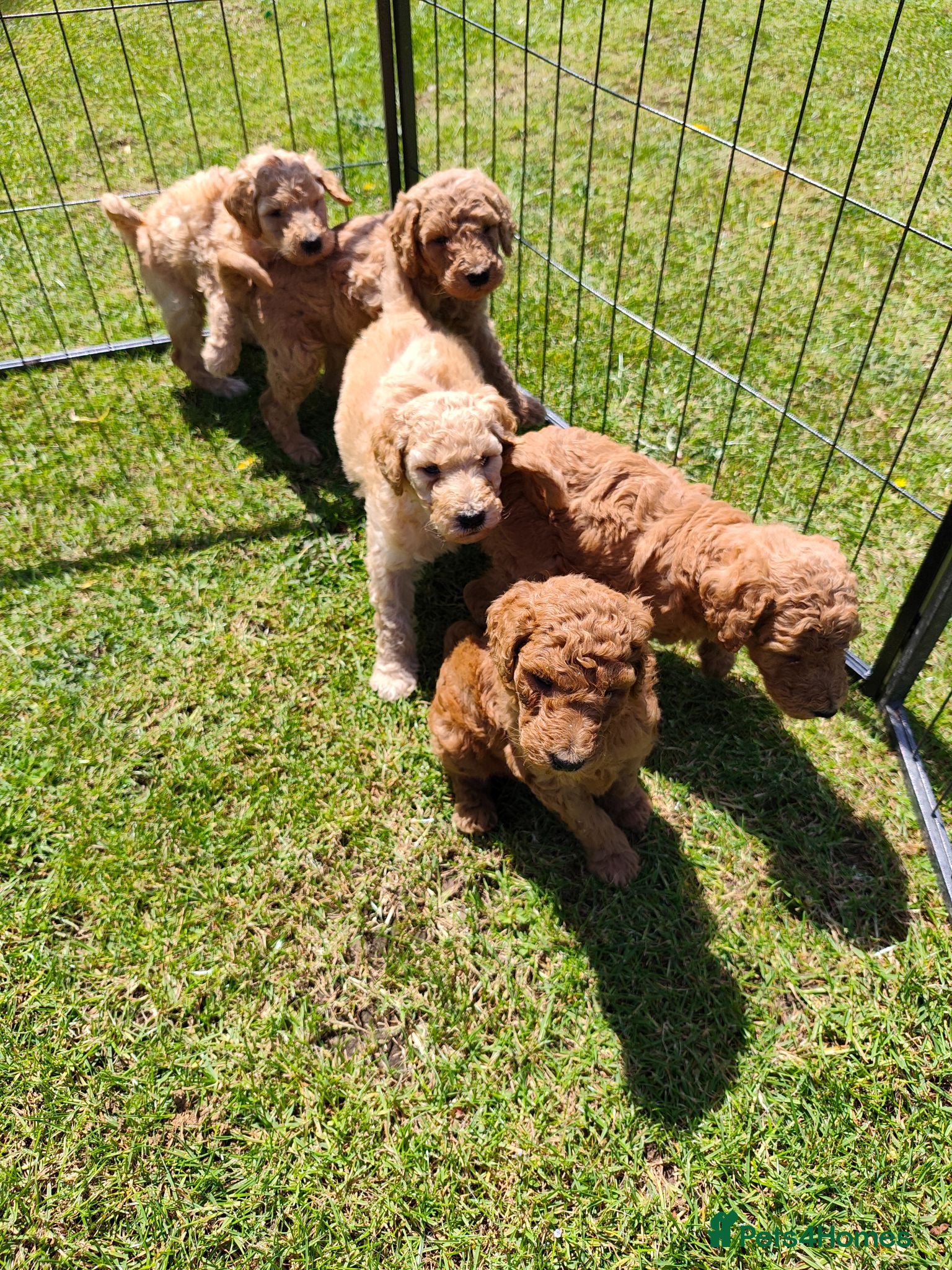 Standard Poodle dogs Kc Red Standard Poodle Puppies - Advert 1