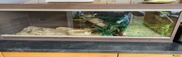 Corn Snake reptiles for sale: Friendly orange adult Cornsnake for sale in Rayleigh - Advert 5