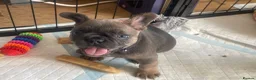 French Bulldog dogs for sale: Beautiful French Bulldog Puppies Fluffy Carriers - Advert 2