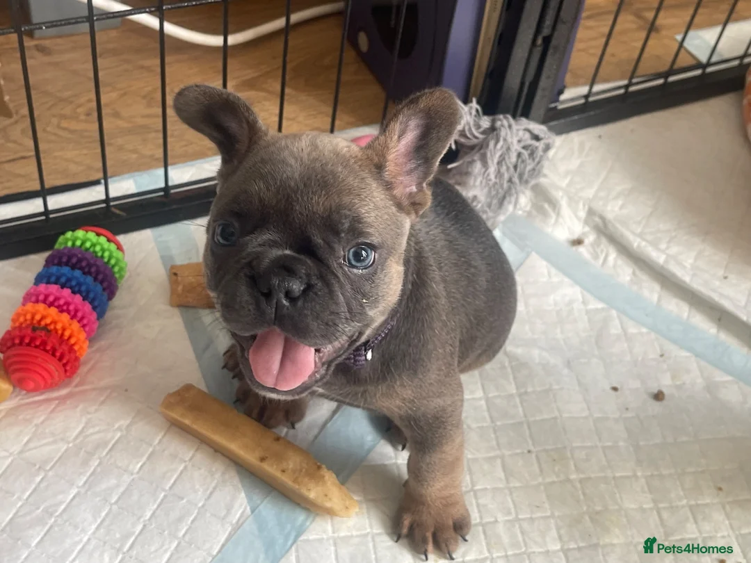 French Bulldog dogs for sale: Beautiful French Bulldog Puppies Fluffy Carriers - Advert 2