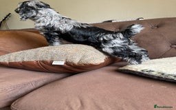 Cockapoo dogs for sale: 1st vac! Extensively health tested F1 cockerpoos   in Goole - Image 16