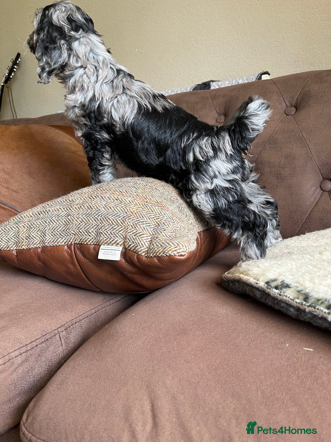 Cockapoo dogs for sale: 1st vac! Extensively health tested F1 cockerpoos   in Goole - Image 16