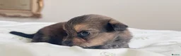 Yorkshire Terrier dogs for sale: Chocolate, Biewer & Black & Tan Yorkshire Terriers - Advert 10