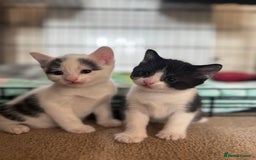 British Shorthair cats for sale: 1 male / 2 female kittens.  - Image 4