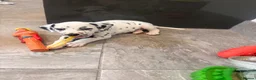 Dalmatian dogs for sale: Outstanding champion bred Kc Reg Dalmation puppys - Advert 13